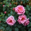 20 Pink Climbing Rose Seeds - Rare Non-GMO Heirloom Variety Outdoor Garden - Image 1