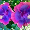 20 Pink Purple Blue Hibiscus Seeds - Perennial Flower Seeds for Garden - Image 1