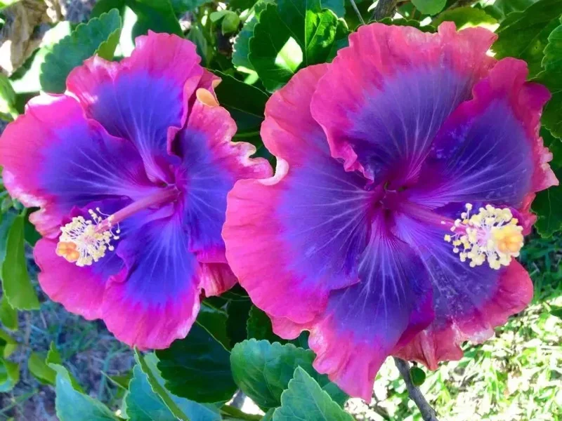 20 Pink Purple Blue Hibiscus Seeds - Perennial Flower Seeds for Garden - Image 1