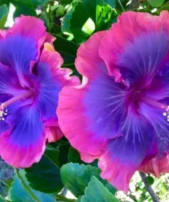 20 Pink Purple Blue Hibiscus Seeds - Perennial Flower Seeds for Garden - Image 2