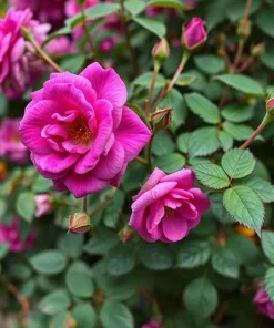 20 Purple Climbing Rose Seeds - Rare Non-GMO Heirloom Variety for Outdoor Gardens - Image 2