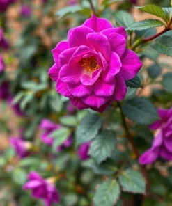 20 Purple Climbing Rose Seeds - Rare Non-GMO Heirloom Variety for Outdoor Gardens - Image 3