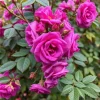 20 Purple Climbing Rose Seeds - Rare Non-GMO Heirloom Variety for Outdoor Gardens - Image 1