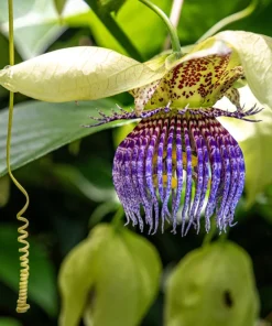 20 Purple Passion Fruit Seeds - Passiflora Edulis Vine for Edible Flowers - Image 10