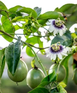 20 Purple Passion Fruit Seeds - Passiflora Edulis Vine for Edible Flowers - Image 11