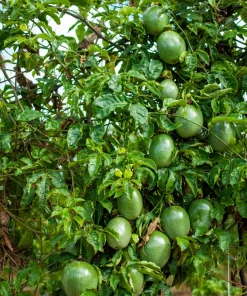 20 Purple Passion Fruit Seeds - Passiflora Edulis Vine for Edible Flowers - Image 12