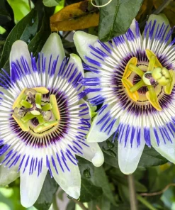 20 Purple Passion Fruit Seeds - Passiflora Edulis Vine for Edible Flowers - Image 2