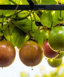 20 Purple Passion Fruit Seeds - Passiflora Edulis Vine for Edible Flowers - Image 3