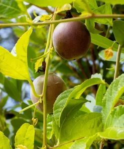 20 Purple Passion Fruit Seeds - Passiflora Edulis Vine for Edible Flowers - Image 4