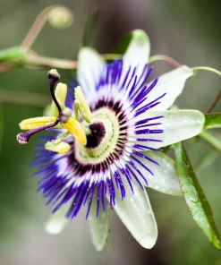 20 Purple Passion Fruit Seeds - Passiflora Edulis Vine for Edible Flowers - Image 5