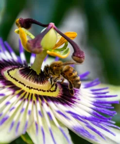 20 Purple Passion Fruit Seeds - Passiflora Edulis Vine for Edible Flowers - Image 6
