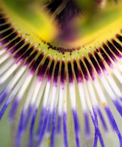 20 Purple Passion Fruit Seeds - Passiflora Edulis Vine for Edible Flowers - Image 8