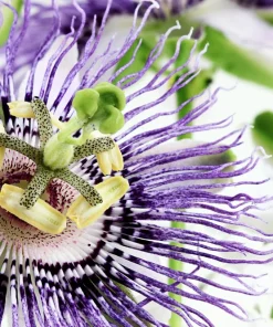20 Purple Passion Fruit Seeds - Passiflora Edulis Vine for Edible Flowers - Image 9