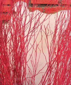20 Red Twig Dogwood Seeds - American Red Osier Shrub, White Flower - Image 2