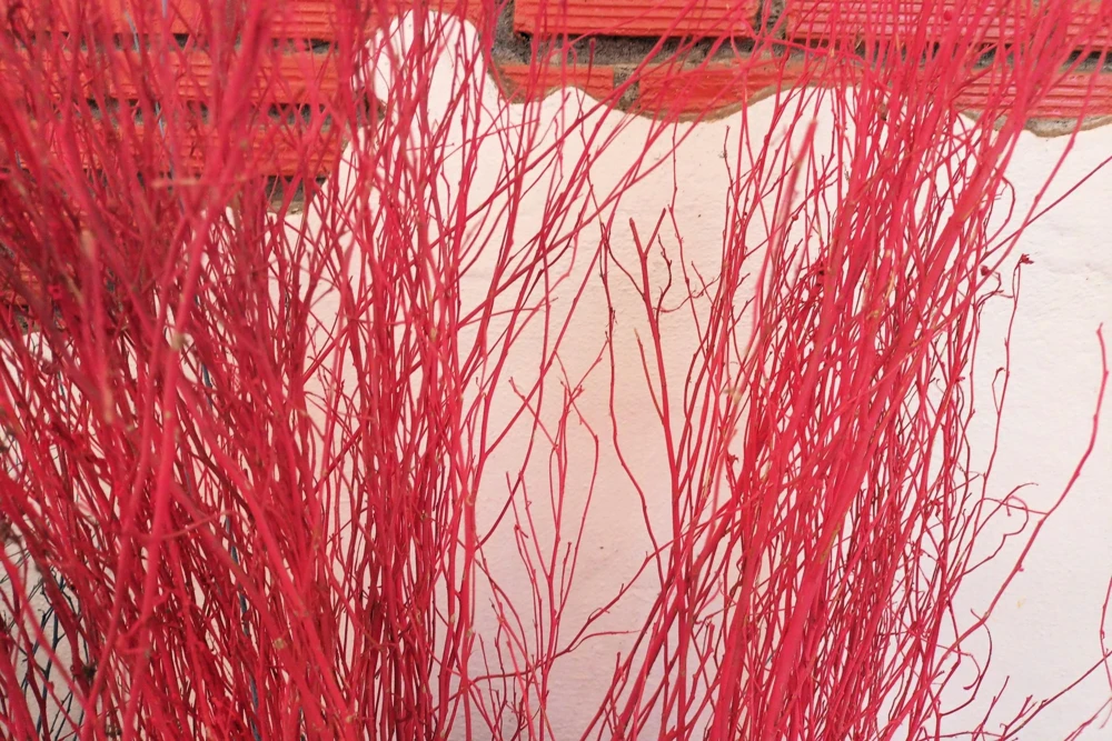 20 Red Twig Dogwood Seeds - American Red Osier Shrub, White Flower - Image 2