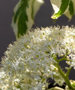 20 Red Twig Dogwood Seeds - American Red Osier Shrub, White Flower - Image 3