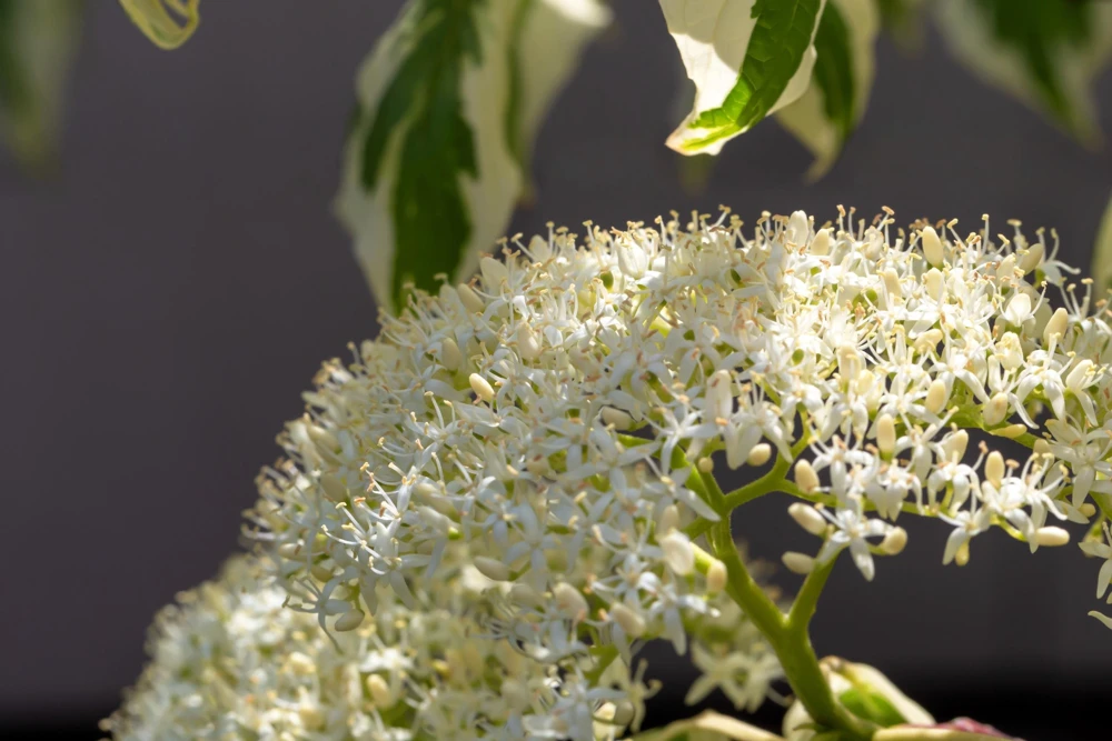 20 Red Twig Dogwood Seeds - American Red Osier Shrub, White Flower - Image 3