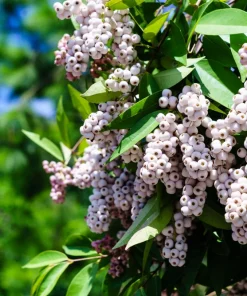 20 Red Twig Dogwood Seeds - American Red Osier Shrub, White Flower - Image 4
