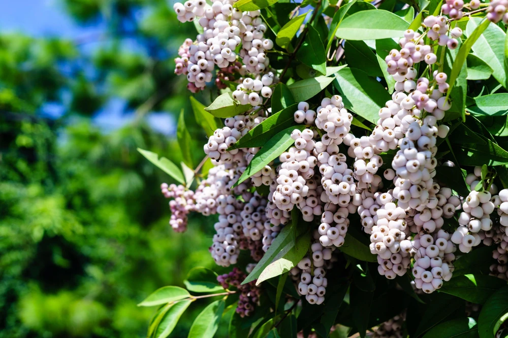 20 Red Twig Dogwood Seeds - American Red Osier Shrub, White Flower - Image 4