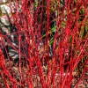 20 Red Twig Dogwood Seeds - American Red Osier Shrub, White Flower - Image 1