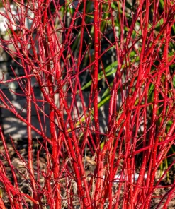 20 Red Twig Dogwood Seeds - American Red Osier Shrub, White Flower - Image 1