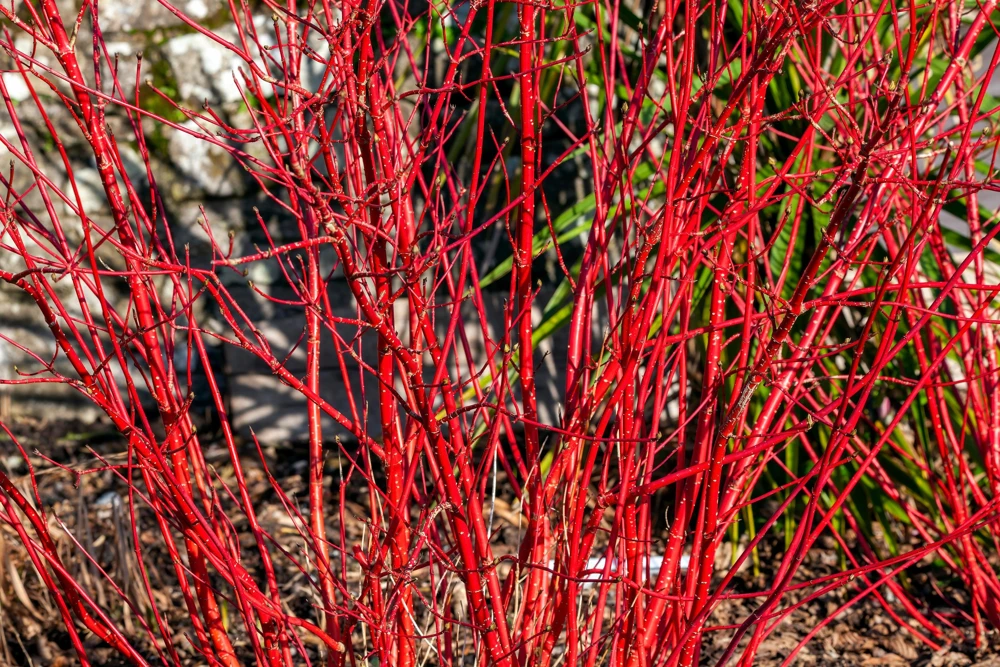 20 Red Twig Dogwood Seeds - American Red Osier Shrub, White Flower - Image 1