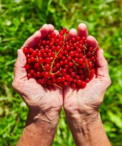 20 Red Wax Currant Seeds - Edible Fruit Berries, Pink Flowers, Shrub - Image 2
