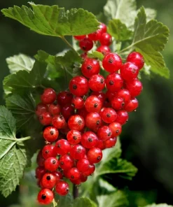 20 Red Wax Currant Seeds - Edible Fruit Berries, Pink Flowers, Shrub - Image 3