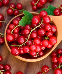20 Red Wax Currant Seeds - Edible Fruit Berries, Pink Flowers, Shrub - Image 5