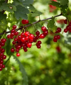 20 Red Wax Currant Seeds - Edible Fruit Berries, Pink Flowers, Shrub - Image 7