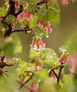20 Red Wax Currant Seeds - Edible Fruit Berries, Pink Flowers, Shrub - Image 8