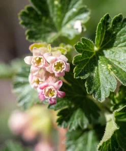 20 Red Wax Currant Seeds - Edible Fruit Berries, Pink Flowers, Shrub - Image 9