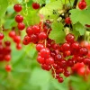 20 Red Wax Currant Seeds - Edible Fruit Berries, Pink Flowers, Shrub - Image 1
