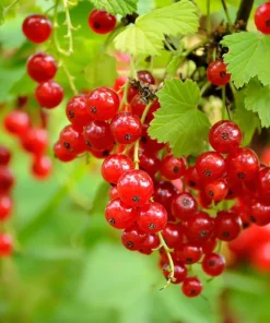 20 Red Wax Currant Seeds - Edible Fruit Berries, Pink Flowers, Shrub - Image 1