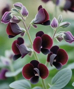 20 Royal Maroon Sweet Pea Seeds - Lathyrus Odoratus Dark Red Fragrant Vine - Image 2