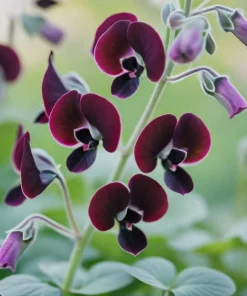 20 Royal Maroon Sweet Pea Seeds - Lathyrus Odoratus Dark Red Fragrant Vine - Image 3