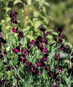20 Royal Maroon Sweet Pea Seeds - Lathyrus Odoratus Dark Red Fragrant Vine - Image 4