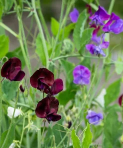 20 Royal Maroon Sweet Pea Seeds - Lathyrus Odoratus Dark Red Fragrant Vine - Image 5