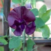 20 Royal Maroon Sweet Pea Seeds - Lathyrus Odoratus Dark Red Fragrant Vine - Image 1