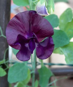 20 Royal Maroon Sweet Pea Seeds - Lathyrus Odoratus Dark Red Fragrant Vine - Image 1