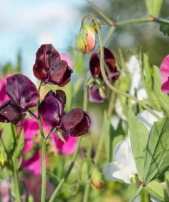20 Royal Maroon Sweet Pea Seeds - Lathyrus Odoratus Dark Red Fragrant Vine - Image 6