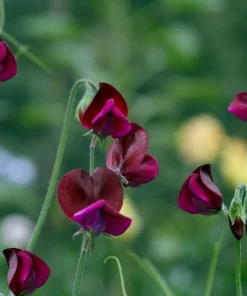 20 Royal Maroon Sweet Pea Seeds - Lathyrus Odoratus Dark Red Fragrant Vine - Image 7