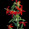 20 Royal Red Catchfly Seeds - Silene Regia, Native Hummingbird Flower - Image 1