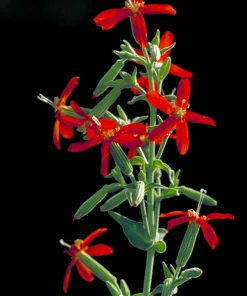 20 Royal Red Catchfly Seeds - Silene Regia, Native Hummingbird Flower - Image 1