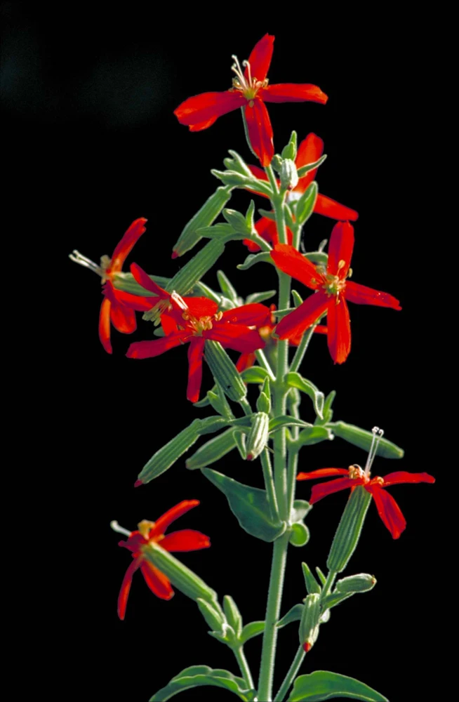 20 Royal Red Catchfly Seeds - Silene Regia, Native Hummingbird Flower - Image 1