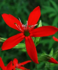 20 Royal Red Catchfly Seeds - Silene Regia, Native Hummingbird Flower - Image 2