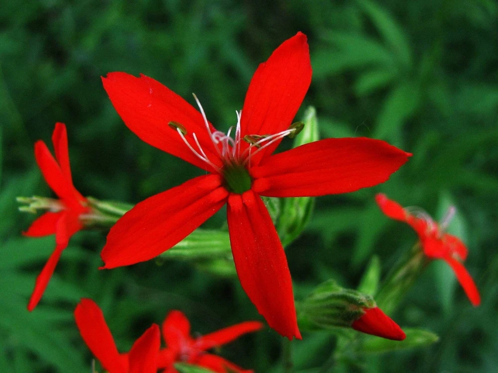 20 Royal Red Catchfly Seeds - Silene Regia, Native Hummingbird Flower - Image 2