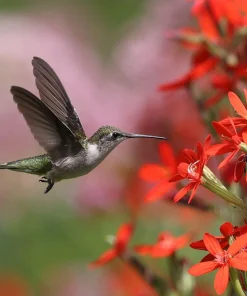 20 Royal Red Catchfly Seeds - Silene Regia, Native Hummingbird Flower - Image 3