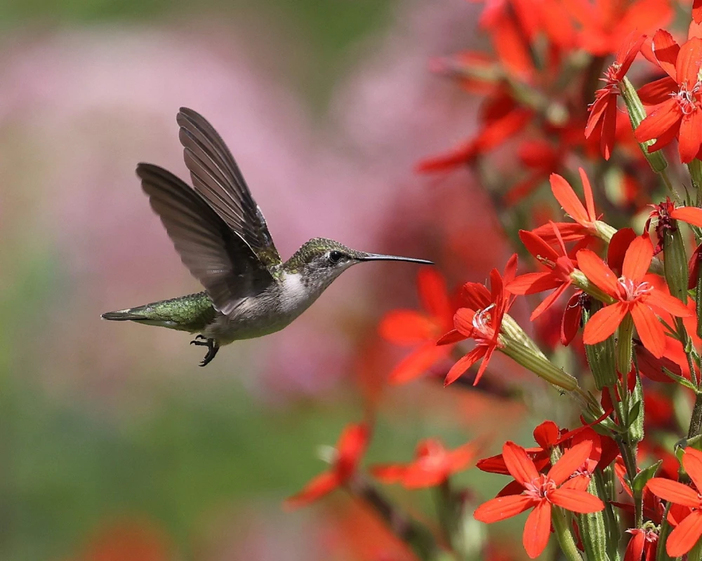 20 Royal Red Catchfly Seeds - Silene Regia, Native Hummingbird Flower - Image 3