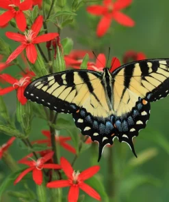 20 Royal Red Catchfly Seeds - Silene Regia, Native Hummingbird Flower - Image 4